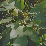 Open Cascina Κατάλυμα σε φάρμα Colico