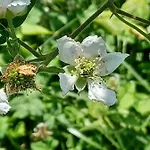 Open Cascina مزرعة للإقامة كوليكو
